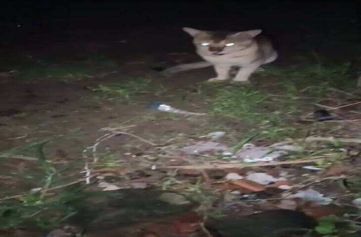 Viral Video: सामने खड़ी लड़की पर अचानक झपटी बिल्ली, वीडियो देख लोगों ने दी सतर्क रहने की सलाह