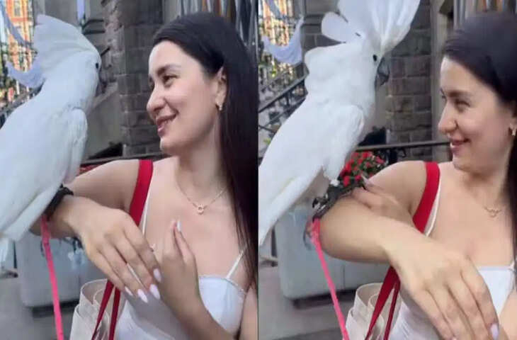 Cockatoo Viral Video: महिला की तरह हरकतें करता दिखा 32 साल का तोता, अनोखी दोस्ती ने इंटरनेट पर मचाई धूम​​​​​​​