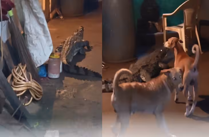 Viral: घर के अंदर कुत्तों के बीच घूमता दिखा विशाल मगरमच्छ, खौफनाक VIDEO ने उड़ाए लोगों के होश