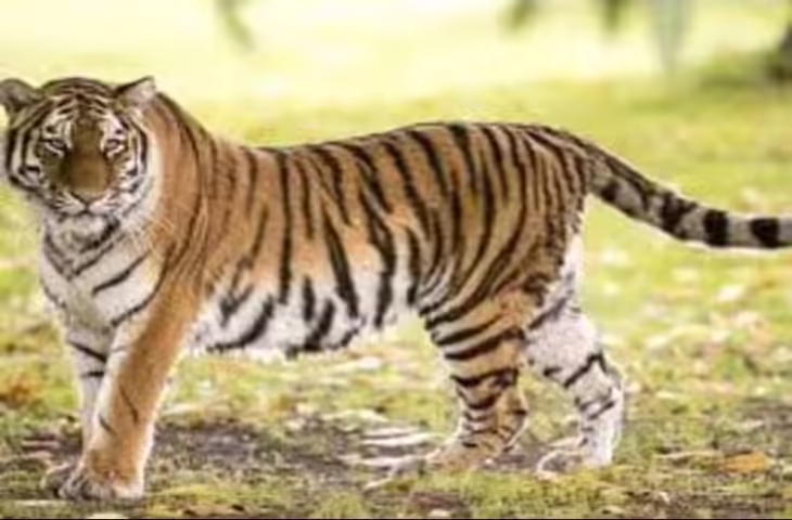 कुंभलगढ़ बनने जा रहा राजस्थान का छठा टाइगर रिजर्व, वीडियो में जाने NTCA की टेक्निकल कमेटी ने प्रस्ताव को दी मंजूरी