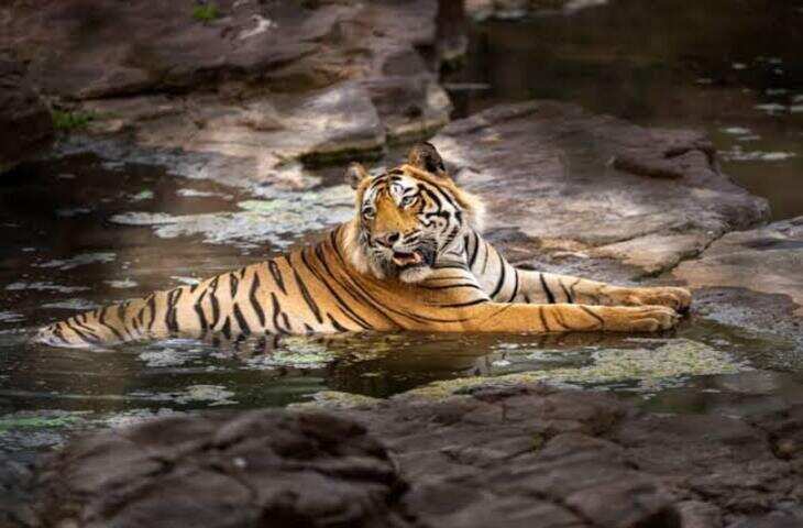 World Tiger Day 2026: भारत में सबसे ज्यादा बाघ किस राज्य में हैं? जंगल घटने से गांवों और शहरों की ओर क्यों बढ़ रहे टाइगर