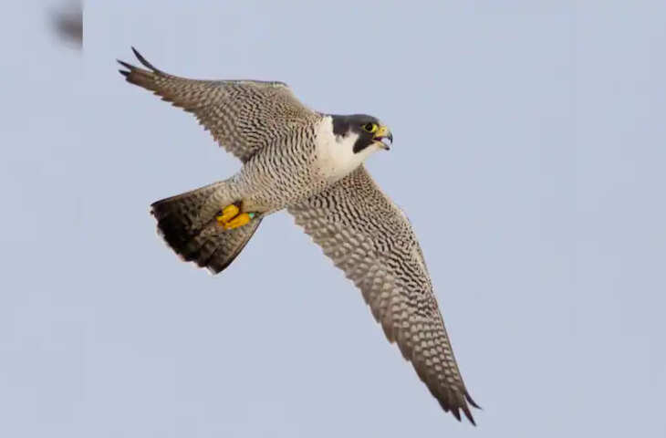 छत्तीसगढ़ में दिखा आसमान का चीता, दुनिया का सबसे तेज उड़ने वाला पक्षी पेरेग्रीन फाल्कन पहुंचा उदंती-सीतानदी