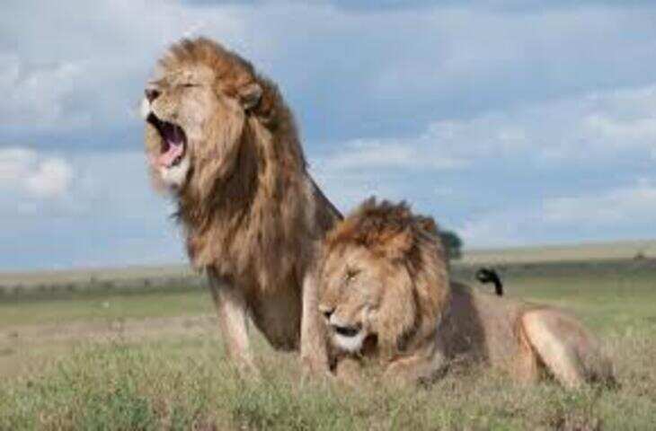 जंगल का राजा भी इन दो जानवरों से बनाकर रखता है दूरी, वजह जानकर चौंक जाएंगे