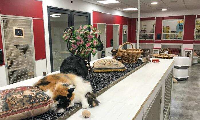 बिल्लियों के लिए बना है ये शानदार होटल, किराया जानकर उड़ जाएंगे होश, अगले साल तक के लिए हुआ हाउसफुल