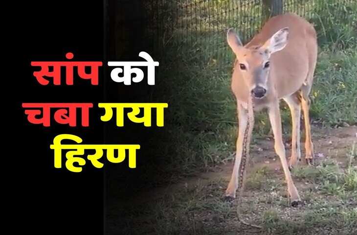 शाकाहारी माना जाने वाला हिरन जहरीले सांप को ही चबा गया, वीडियो देख आँखों पर नहीं होगा यकीन&nbsp;