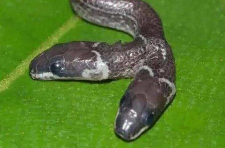 गुजरात के जंगल में मिला 2 सिर वाला दुर्लभ 'वुल्फ' सांप, आपस में लड़कर हो जाते हैं खत्म; आसपास के गांवों में हड़कंप