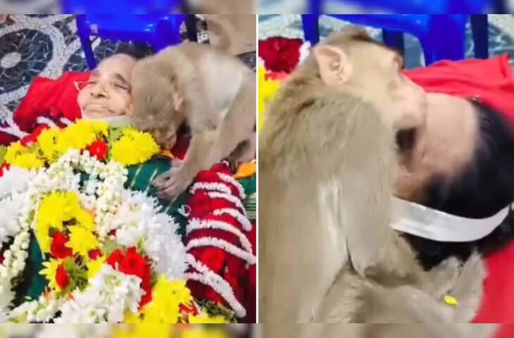 मत जाओ मां&hellip; बुजुर्ग महिला के शव से लिपटकर रोता बंदर, VIDEO देखकर आपकी भी भर आएंगी आँखें&nbsp;