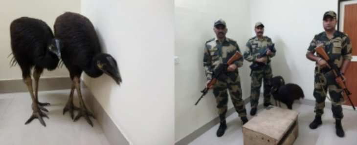 BSF ने भारत-बांग्लादेश सीमा से दुर्लभ पक्षियों को तस्करों से छुड़ाया !