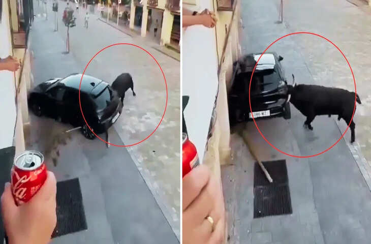 कितना ताकतवर होता है सांड, इस वीडियो को देखकर लग जाएगा पता