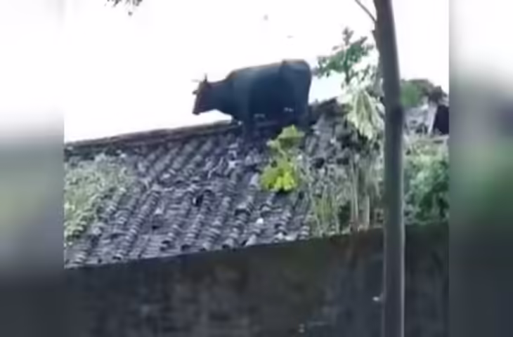 बारिश से बचने का गाय का अनोखा तरीका, टिन शेड पर चढ़कर घंटों खड़ी रही, इंटरनेट पर छाया वीडियो