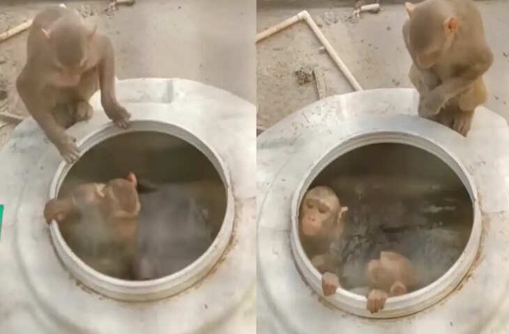 गर्मी से बचने के लिए बंदरों की &lsquo;पूल पार्टी&rsquo;, मजेदार वीडियो हुआ वायरल