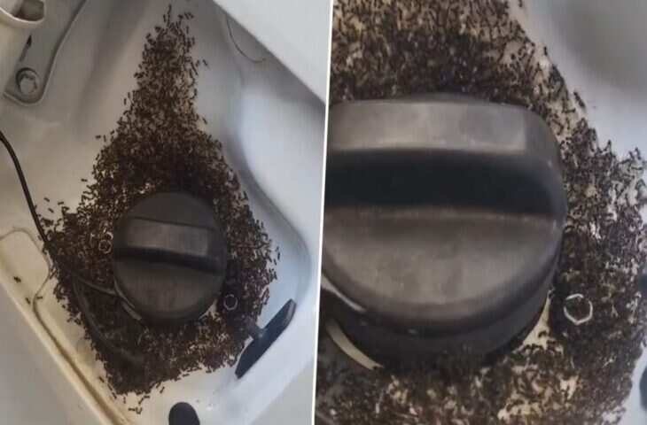 फ्यूल टैंक में चींटियां कैसे पहुंचीं? एथेनॉल फ्यूल को लेकर उठा सवाल, वायरल वीडियो ने बढ़ाई चिंता