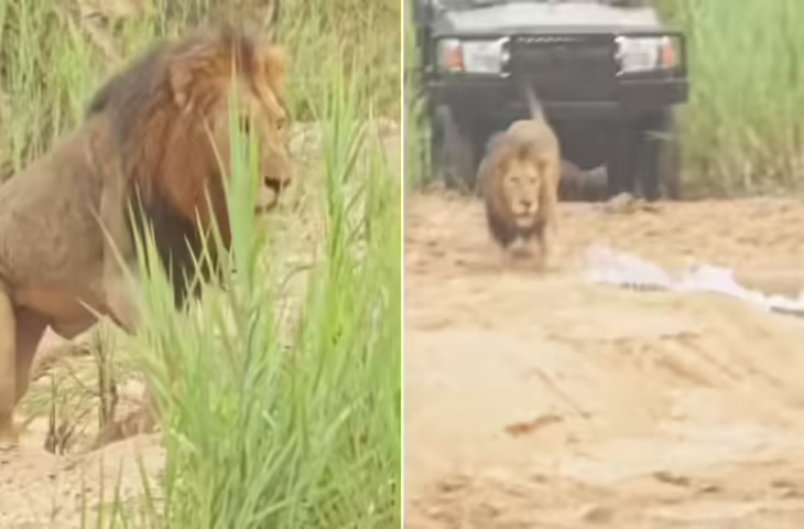 मगरमच्छ की आहट से कांप गया जंगल का राजा, शेरदिली दिखा पानी में मारी एंट्री, अंत तक War का इंतजार करते रहे लोग