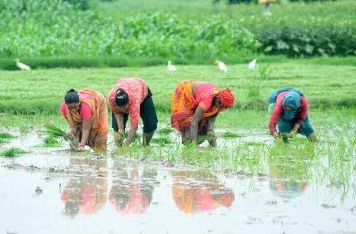 कमजोर मॉनसून से बढ़ी किसानों की चिंता, 19 लाख हेक्टेयर कम हुई खरीफ की बुआई; धान पर सबसे ज्यादा असर