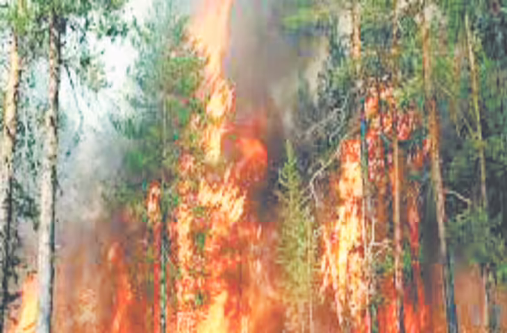 गर्मियां शुरू होते ही धधकने लगे जंगल, 9 दिनों में 113 हेक्टेयर वन संपदा राख