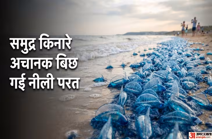 समंदर ने उगले रहस्यमयी नीले जीव! ब्रिटेन के समुद्र किनारे सैकड़ों की संख्या में पहुंचे ये अनोखे प्राणी
