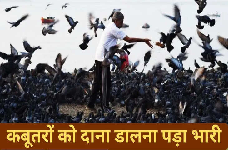 महाराष्ट्र में कबूतरों को दाना खिलाने पर कोर्ट सख्त, लगाया 5000 रुपए का जुर्माना