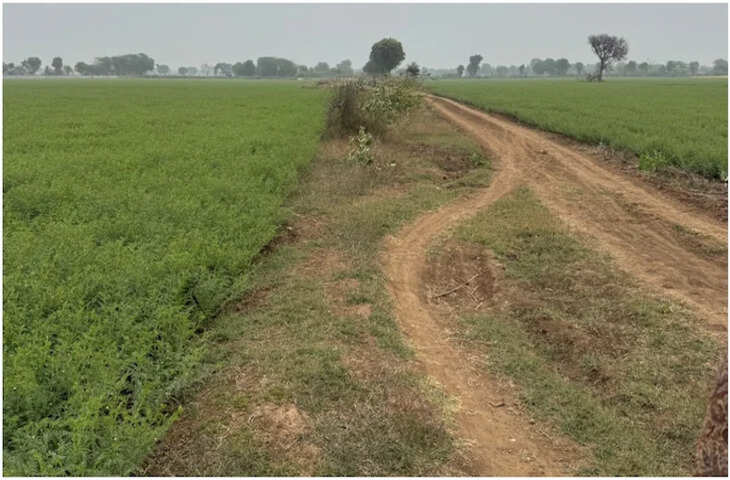 भू-माफियाओं को फायदा पहुंचाने के लिए 'गायब' कर दिया सरकारी रास्ता, कैमरे के आगे तहसीलदार की बोलती बंद