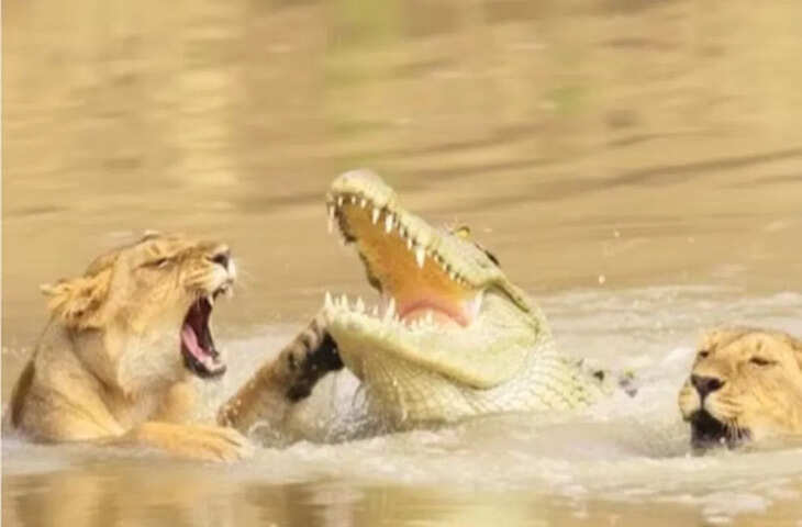 बच्चों के लिए पानी के खूंखार शिकारी से भिड़ गई शेरनी, वरल वीडियो में देखे जंगल का रोमंचाक दृश्य&nbsp;