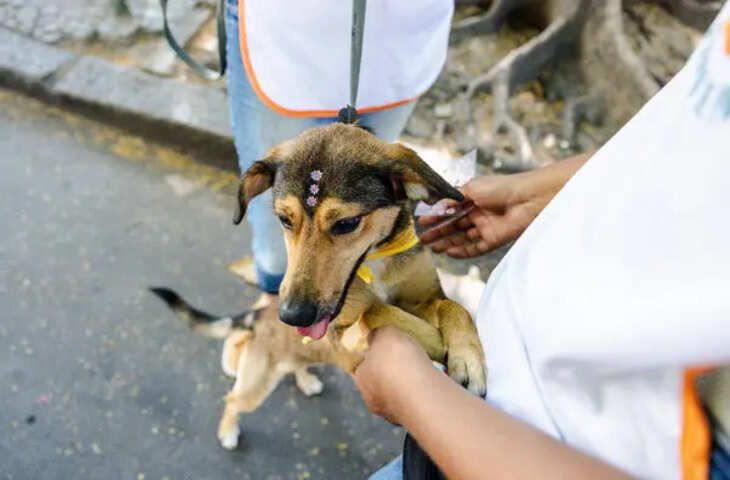 एक आवारा कुत्ते को लेकर आमने-सामने आए ब्राजील और मेक्सिको, वीडियो में जाने &lsquo;कैरामेलो&rsquo; पर छिड़ी अनोखी बहस