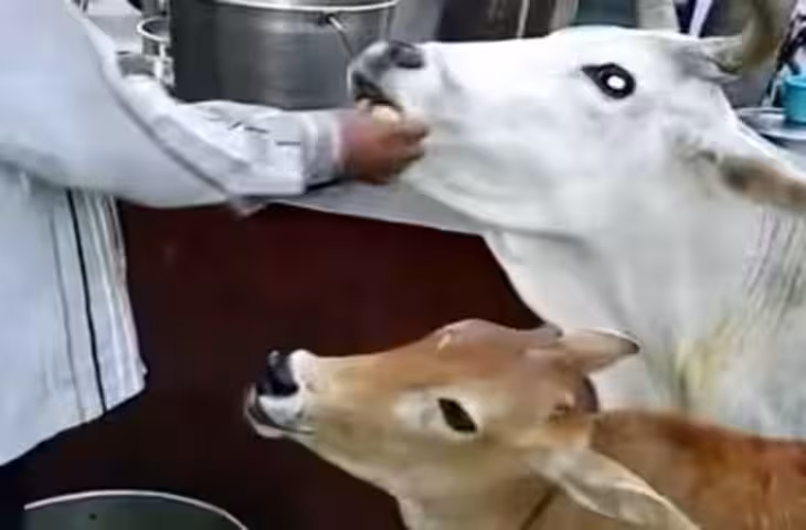 गोलगप्पे खाने पहुंची &lsquo;महारानी&rsquo; गाय, एक-एक करके चट कर गई पूरी प्लेट; VIDEO हुआ वायरल