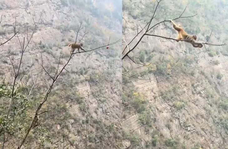 बंदर ने दिखाई ऐसी गजब की हिम्मत, देख कांप गए लोग; बोले- मौत का खेला