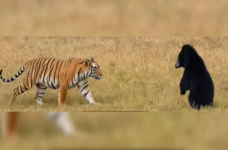 भालू की हुंकार से टाईगर की हवा हुई टाइट, रणथंभौर से सामने आया ये चौंकाने वाला ये वीडियो