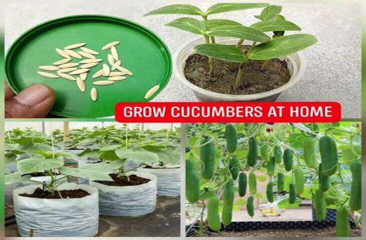 &nbsp; &nbsp; Terrace Gardening: 14 इंच के गमले में उगाएं ग्वार फली, बाजार जाने की नहीं पड़ेगी जरूरत