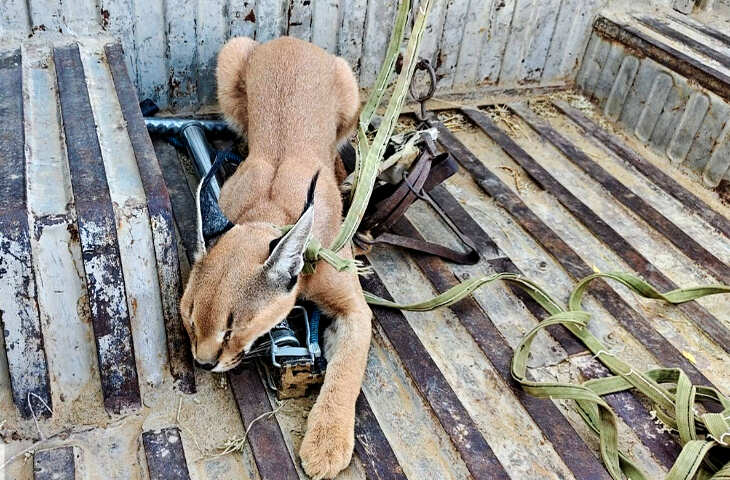 जैसलमेर में दुर्लभ कैरेकल बिल्ली की मौजूदगी, फुटेज में देखें वन विभाग ने शुरू की मॉनिटरिंग