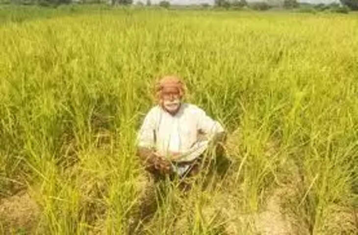 Jhansi &nbsp;मौसम की करवट, बूंदाबांदी से चिंता में किसान