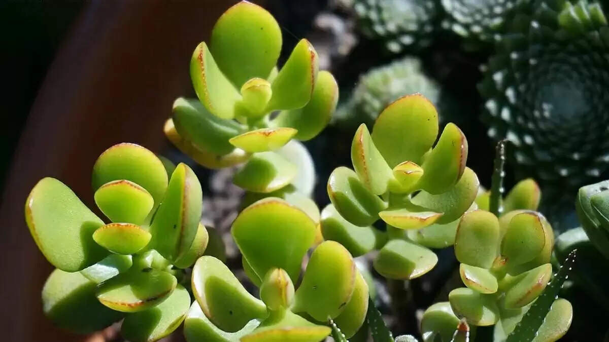 vastu tups crassula plant to attract money vastu tips for staying money in hand
