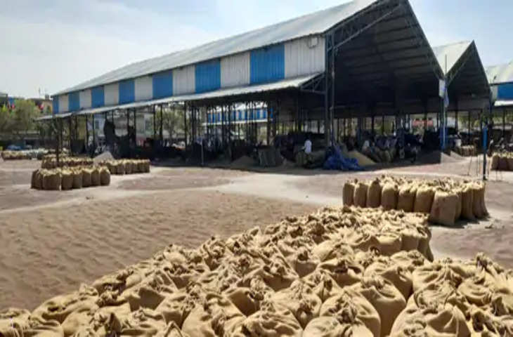 Rewari में सरसों की सरकारी खरीद 28 मार्च और गेहूं की 1 अप्रैल से शुरू होगी.