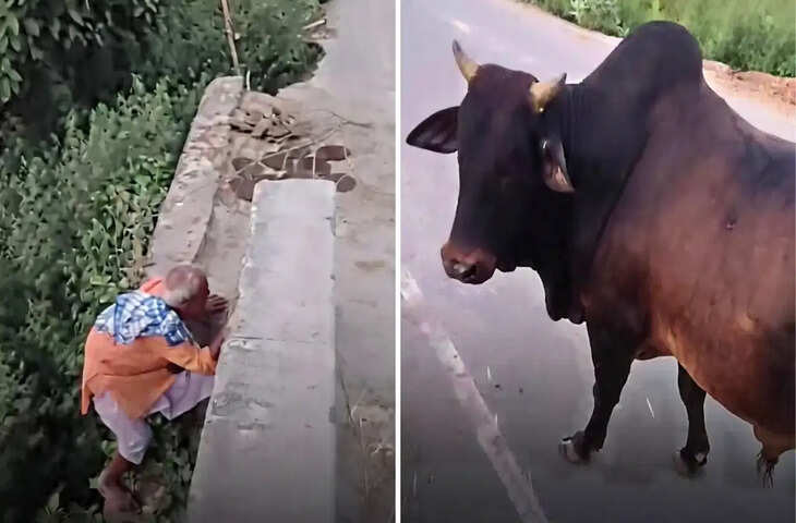 सांड के खौफ से बुजुर्ग ने ली अनोखी शरण! वीडियो देख यूजर्स बोले - 'नीचे गए तो ऊपर यमराज है.....'&nbsp;