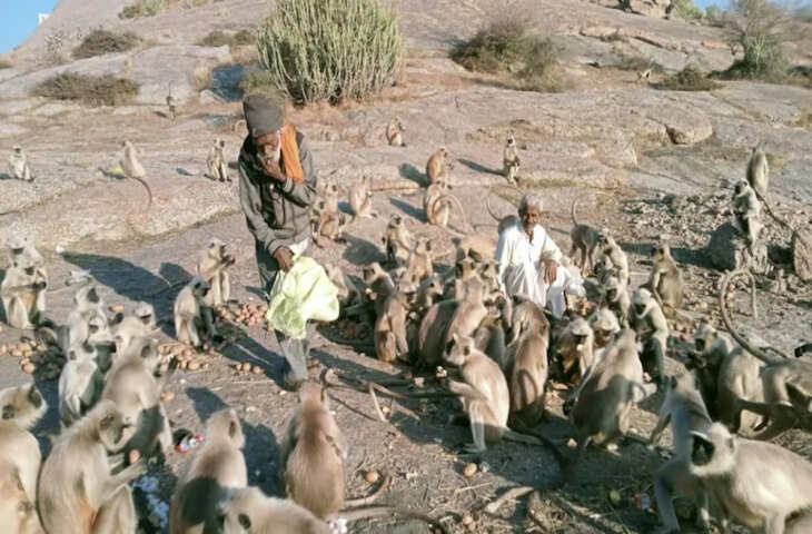 राजस्थान के इस टापू पर फंसे हैं 300 लंगूर, गांव वाले चंदा जमा कर नाव से भेजते हैं 2 लाख की फल-सब्जियां