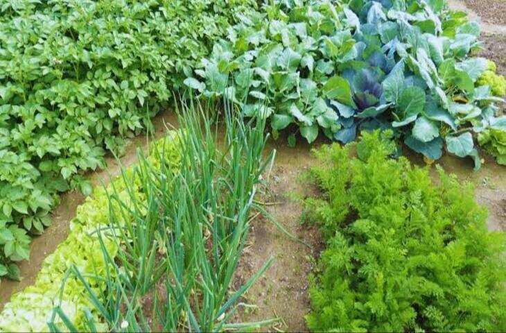 Vegetable Farming: सब्जी की खेती करने वाले किसानों को मिलेगा ₹20 हजार का अनुदान, ऐसे उठाएं फायदा