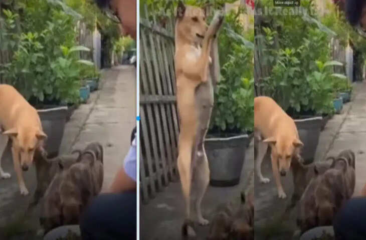 Viral: पिल्लों को खाना मिलने पर मां डॉगी का भावुक रिएक्शन, वीडियो ने जीता लोगों का दिल