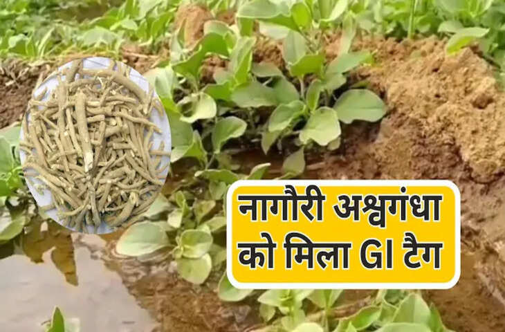 नागौरी अश्वगंधा को मिला GI टैग, राजस्थान के जीआई प्रमाणित उत्पादों की संख्या बढ़कर हुई 22