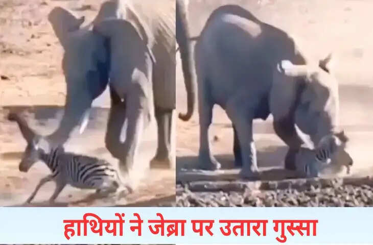 जेब्रा पर बिफरे हाथी, कर दी ऐसी हालत, उठना हुआ मुश्किल, देखें VIDEO
