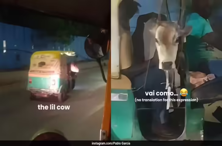 ये इंडिया बिगनर्स के लिए नहीं... ऑटो में सवारी की जगह बछड़े को देख विदेशी की निकली चीख