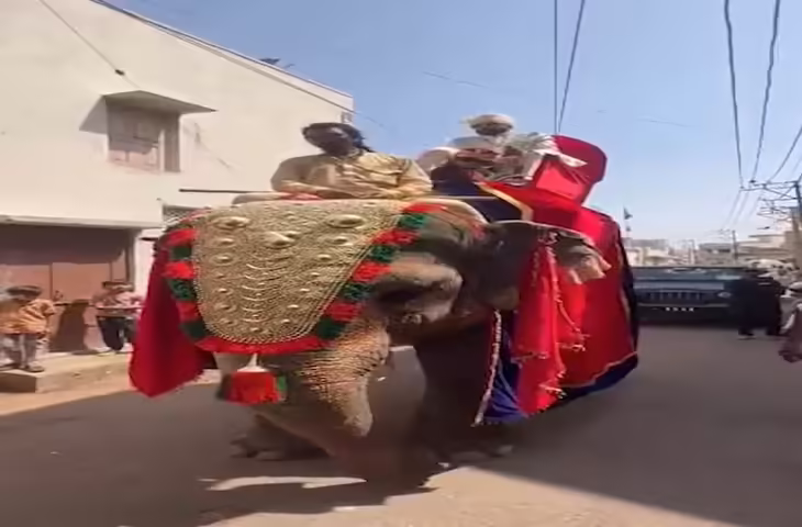 जामनगर में अनोखी शादी बनी चर्चा का विषय, हाथी की अंबारी पर सजा दूल्हा, देखने उमड़ी भीड़