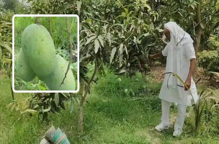 बिहार के &lsquo;मैंगो मैन&rsquo; का कमाल! 1 किलो का &lsquo;नागेंद्र भोग&rsquo; आम बना आकर्षण, स्वाद जान लोग हुए हैरान