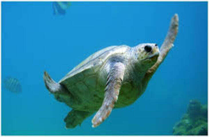 दुनिया का सबसे उम्रदराज कछुआ: रहस्यमयी जीव जिसने वैज्ञानिकों को भी चौंकाया