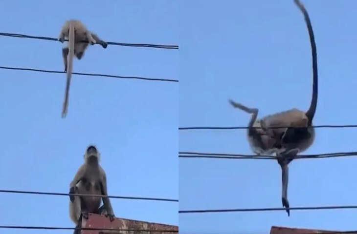 Viral Video: अपने बच्चे को खतरे से बचाते बंदर का दिल छू लेने वाला कारनामा, इंटरनेट पर वायरल