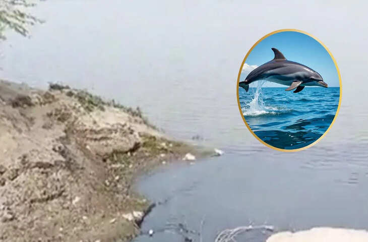 कानपुर में गंगा में गिर रहे 7 नाले, क्या जहरीले पानी से हुई डॉल्फिन की मौत? पोस्टमार्टम में लिवर मिला &lsquo;काला&rsquo;