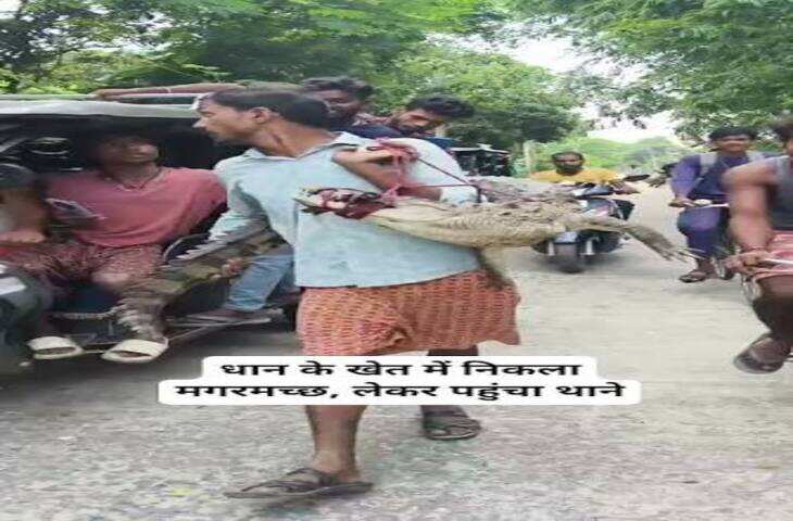 'बिहार है बाबू'... मगरमच्छ को गोद में उठाए किसान का वीडियो सोशल मीडिया पर वायरल, देखकर काँपे लोग&nbsp;