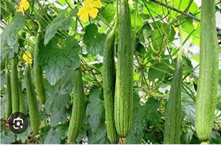 कम लागत, ज्यादा मुनाफा: नेनुआ की खेती से किसान बन रहे लखपति, जानिए कैसे करे शुरू&nbsp;
