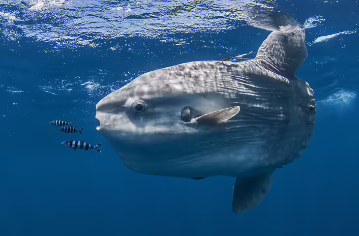 2500 किलो का वजन, हड्डियों से बना शरीर...जीता जागता राक्षस है ये जीव, 'मोला-मोला' के नाम से जानती है दुनिया