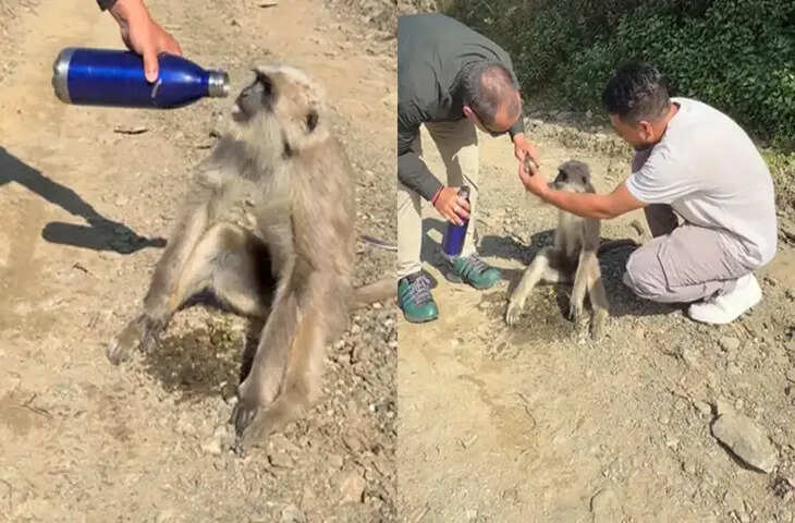 पहाड़ी रास्ते में सड़क किनारे चुपचाप बैठा था लंगूर, फिर जो हुआ, वायरल वीडियो कर देगा आपको भी इमोशनल