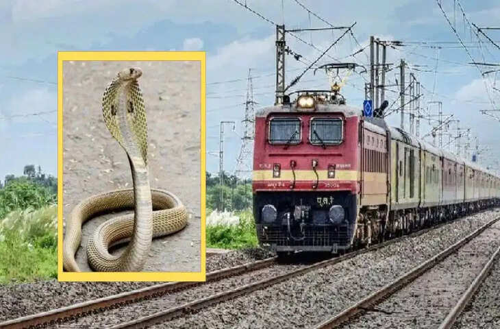 OHE तार पर चढ़ा सांप, शॉर्ट सर्किट से रुकी आनंद विहार-पूर्णिया कोर्ट स्पेशल ट्रेन; लोको पायलट की सतर्कता से टला हादसा