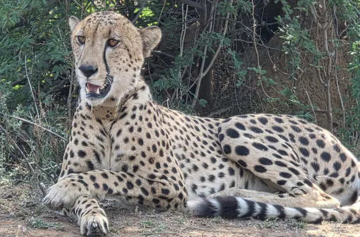 सवाई माधोपुर में स्थित रणथंभौर टाइगर रिज़र्व हाल ही में एक डरावनी स्थिति का गवाह बना है। तीन जानलेवा 'शिकारी' - बाघ, तेंदुआ और चीता - अब इस इलाके में एक साथ घूमते हुए देखे जा रहे हैं। KP-2 नाम का एक तेंदुआ, जो लगभग 20 दिन पहले मध्य प्रदेश के कूनो से भटककर इस इलाके में आ गया था, अब गाँवों में भी घूमता हुआ देखा जा रहा है। इससे रणथंभौर से सटे गाँवों में दहशत का माहौल बन गया है। ज़ोन 8, 9 और 10 में तेंदुए की हलचल देखने के अलावा, इस जानवर ने अब आबादी वाले इलाकों में भी घुसपैठ शुरू कर दी है। रिपोर्टों के अनुसार, तेंदुए को सबसे पहले रणथंभौर के अंदर पालीघाट रेंज के पास देखा गया था। तब से, यह विभिन्न ज़ोन और कई गाँवों के बाहरी इलाकों में घूम रहा है। फिलहाल, इसकी हलचल ज़ोन 10 और उसके आस-पास के इलाकों में ज़्यादा है।  **खेती-बाड़ी ठप; फसलें सूखने लगीं**  कैलाशपुरी, दुमोदा और मोजीपुरा गाँवों के इलाकों में, इस तेंदुए की मौजूदगी ने निवासियों के रोज़मर्रा के जीवन को पूरी तरह से अस्त-व्यस्त कर दिया है। पिछले कई दिनों से, तेंदुओं को अक्सर स्थानीय अमरूद के बागों में घूमते हुए देखा जा रहा है। ग्रामीणों का कहना है कि स्थिति इतनी गंभीर हो गई है कि अब वे अपने खेतों और बागों में जाने से भी डरते हैं। खेती-बाड़ी का काम पूरी तरह से ठप हो गया है। ज़रूरी सिंचाई और देखभाल न कर पाने के कारण, गर्मी की फसलें सूखने लगी हैं।  **परिवार बच्चों की सुरक्षा को लेकर चिंतित**  तेंदुए ने पालतू जानवरों को भी अपना शिकार बनाया है, जिससे कई गाँवों में डर और बढ़ गया है। किसी संभावित खतरे के लगातार डर में जीते हुए, निवासियों ने खुद को अपने घरों तक ही सीमित कर लिया है। किसान अपने बच्चों की सुरक्षा को लेकर खास तौर पर चिंतित हैं। तेंदुओं को उन्हीं इलाकों में घूमते हुए देखा गया है, जिन रास्तों से बच्चे स्कूल जाते हैं। नतीजतन, कई बच्चे स्कूल नहीं जा पा रहे हैं, और उनके परिवारों ने उन्हें घर के अंदर ही रहने की हिदायत दी है।  **ग्रामीणों का कहना है: सिर्फ निगरानी काफी नहीं**  वन विभाग की टीमें लगातार तेंदुए की हलचल पर नज़र रख रही हैं। हालाँकि, ग्रामीणों का दावा है कि सिर्फ निगरानी से इस समस्या का हल नहीं निकलेगा। उन्होंने मांग की है कि वन अधिकारी तेंदुए को पकड़ें और उसे किसी सुरक्षित जगह पर भेज दें।